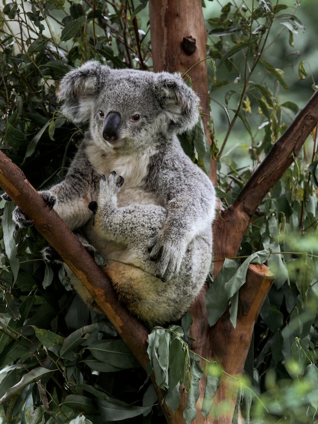 koala in tree