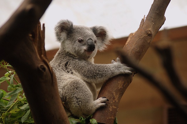 curious koala