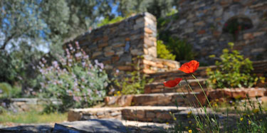 flower and stone stairs