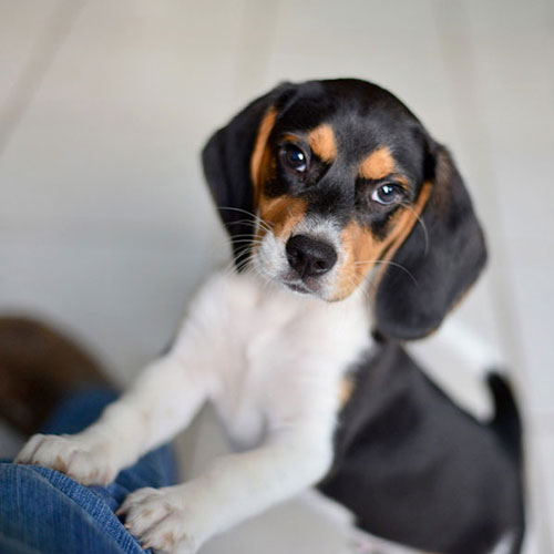 puppy beagle