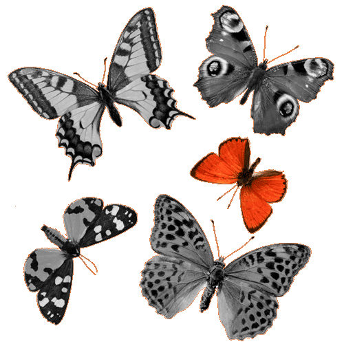 Orange Butterfly