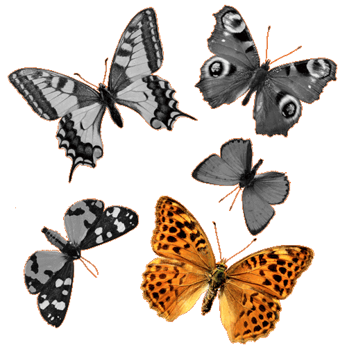 Light Orange Butterfly with Black Spots