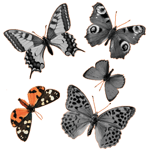 Black And Orange Butterfly with White and Black Spots 