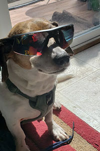 Joey with Shades