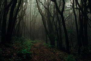 Dark Spooky Forest
